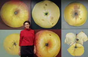 Kamille Saabre õunamaalid, apple painting, BEIJING INTERNATIONAL ART BIENNALE